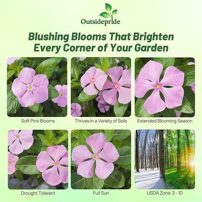 Outsidepride Pink Periwinkle Seeds for Planting – 4000 Pcs Annual, Fast-Blooming, Heat & Drought Tolerant Vinca Flower Seeds with Vibrant Colors Ideal for Gardens, Beds, Borders & Containers