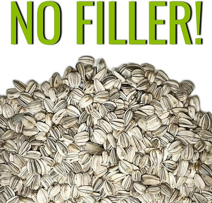 Seed Needs Sunflower Seeds to Plant Mammoth Grey Stripe | 2 Ounce Large Resealable Pouch Heirloom Seeds Helianthus Annuus Non GMO | Bulk Tall Growing Sun Flowers