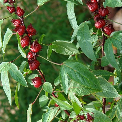 Palm Beach Medicinal Herbs - Red Roselle (Hibiscus sabdariffa) - Packet of 50 Seeds