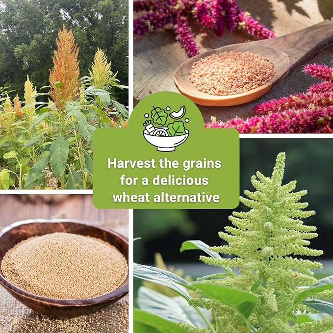 Sow Right Seeds - Amaranth Seed Collection for Planting - Non-GMO Heirloom Varieties to Grow an Outdoor Home Garden - Red & Green Garnet, Bronze, Love Lies Bleeding - Striking Cut Flowers