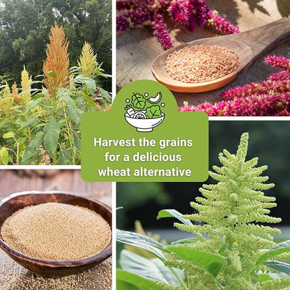Sow Right Seeds - Amaranth Seed Collection for Planting - Non-GMO Heirloom Varieties to Grow an Outdoor Home Garden - Red & Green Garnet, Bronze, Love Lies Bleeding - Striking Cut Flowers