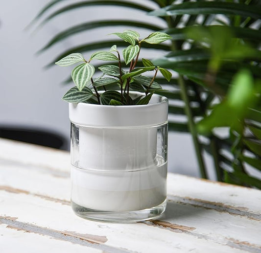 Phoenix Vine 4 Inch Self Watering Planter, White Terracotta Clay Pot with Glass Reservoir for Indoor Plants, Herbs, Flowers, Set of 3, 52-B-E-3