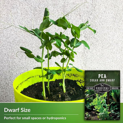 Sugar Ann Dwarf Pea Seeds for Planting - Compact Sugar Snap Peas for Containers and Small Gardens, High Yield Heirloom Open Pollinated Non-GMO - Survival Garden Seeds (3 Pack)