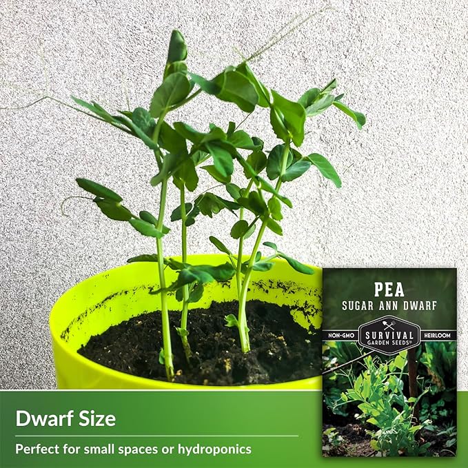 Sugar Ann Dwarf Pea Seeds for Planting - Compact Sugar Snap Peas for Containers and Small Gardens, High Yield Heirloom Open Pollinated Non-GMO - Survival Garden Seeds (2 Pack)