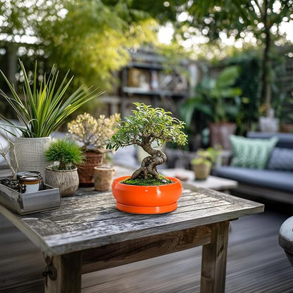 Succulent Planters 6 Inch - Small Bonsai Pots Ceramic, Succulent Pots with Drainage Hole and Saucer, Shallow Planters Indoor Outdoor, Round Cactus Pot, Office Decor, Gardening Gift, Orange