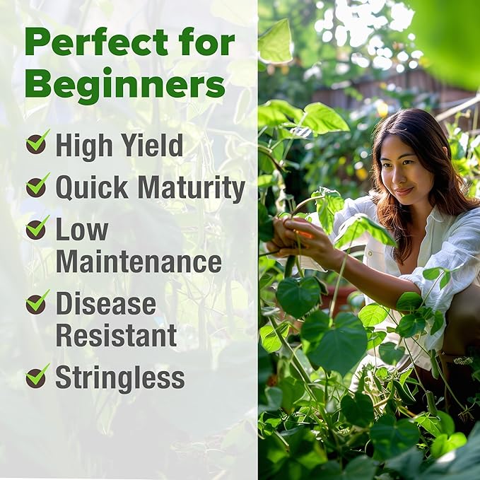 HOME GROWN Non GMO Contender Bush Bean Pack - 56 Heirloom Green Beans, Vegetable Seeds for Planting, Emergency Food Supply (Phaseolus vulgaris)