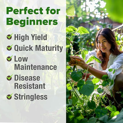 HOME GROWN Non GMO Contender Bush Bean Pack - 56 Heirloom Green Beans, Vegetable Seeds for Planting, Emergency Food Supply (Phaseolus vulgaris)