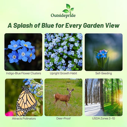 Outsidepride Cynoglossum Blue Chinese Forget Me Not Seeds - 1/4 Lb. Self-Sowing Annual Flower Seeds for Planting Dense Blue Blooms & Upright Growth Habit for Borders, Pollinator & Cottage Gardens