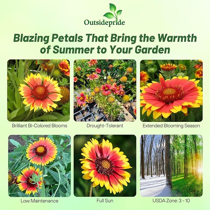 Outsidepride Gaillardia Pulchella Red Indian Blanket Seeds for Planting - 5000 Pcs Annual Flower Seeds, Heat & Drought Tolerant for Xeriscaping, Borders, & Small Garden Spaces