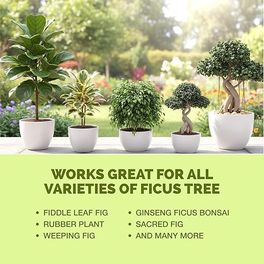 Ficus Tree Fertilizer for All Ficus, Fig and Moraceae Plants, Liquid Plant Food 1 Gallon (128oz)