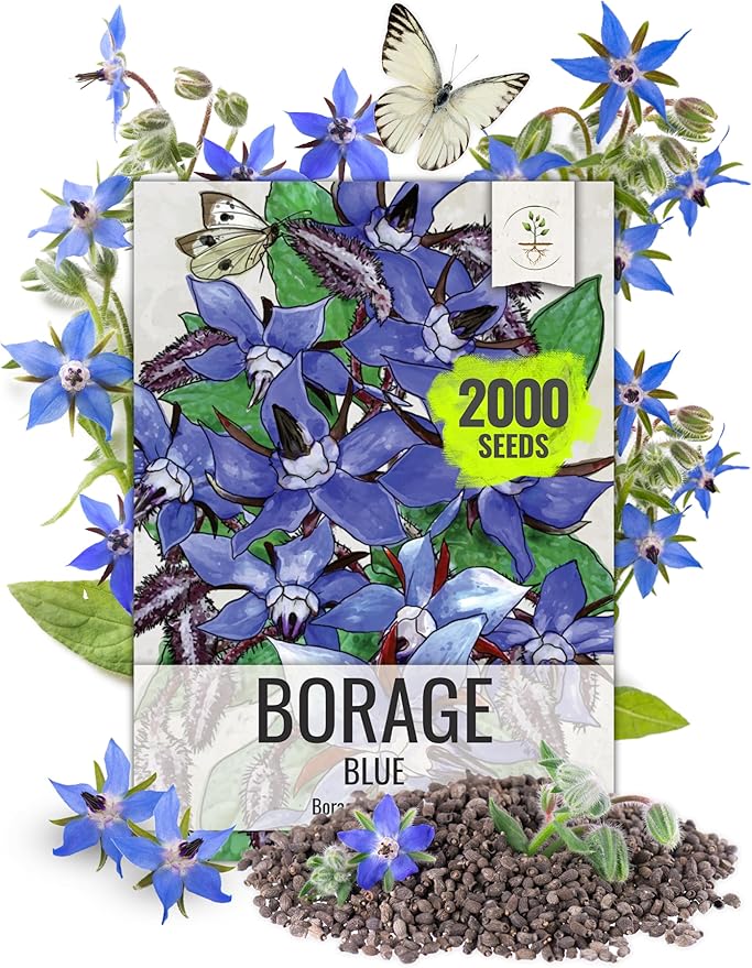 Seed Needs Blue Borage Seeds for Planting Herb Seed | 2,000+ Heirloom Seeds Non GMO Untreated | 1.5 Ounce Bulk Pouch Borage Flower Seed | Blue Edible Star Flowers Attracts Pollinators