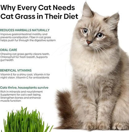 Cat Grass Seeds, 4 Oz, Non-GMO Wheat Cat Grass Seeeds & Oat Seeds Mix, High Germination Cat Grass Seeds Grown in USA for Indoor Cats