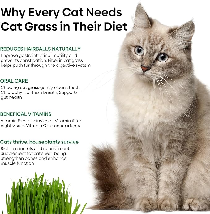 Cat Grass Seeds 8oz, Non-GMO Wheat Cat Grass Seeeds & Oat Seeds Mix, High Germination Cat Grass Seeds Grown in USA for Indoor Cats