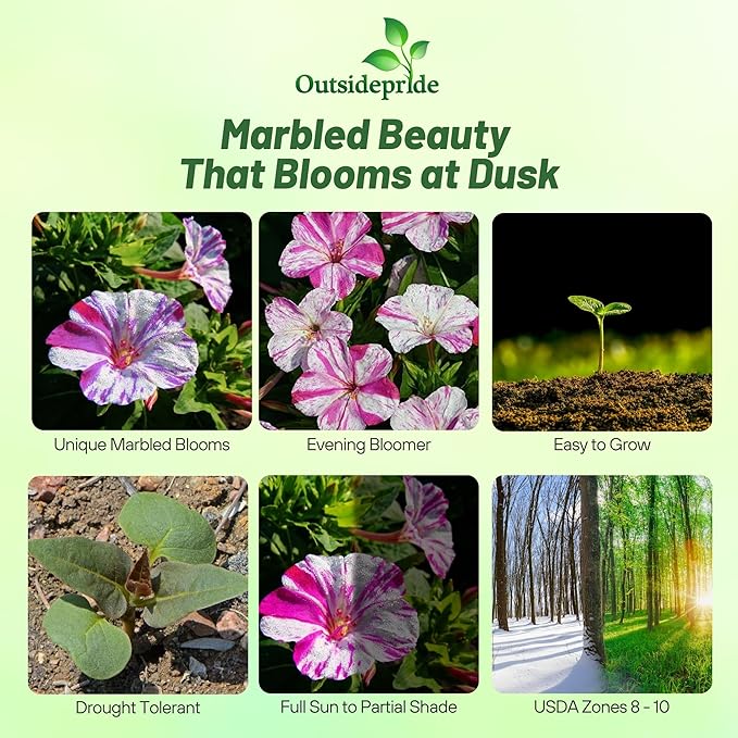 Outsidepride Marbles Red White Four O'clock Flower Seeds - 200 Pcs Perennial Fragrant, Trumpet-Shaped Blooms, Easy to Grow, for Pollinator & Evening Gardens, Containers, Hedges, or Borders