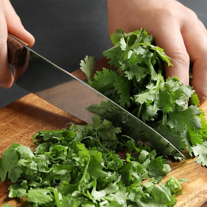 Seed Needs Cilantro Seeds for Planting Coriander Kitchen Herbs - Non-GMO Heirloom & Untreated - Grow a Home Grown Herb Garden Indoors or Outdoors (5 Packs)