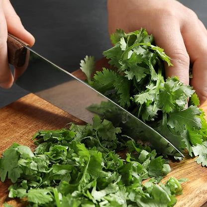 Seed Needs Cilantro Seeds for Planting Coriander Kitchen Herbs - Non-GMO Heirloom & Untreated - Grow a Home Grown Herb Garden Indoors or Outdoors (1 Pack)
