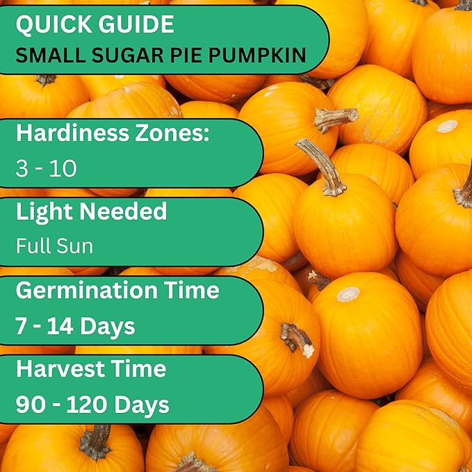 Small Sugar Pie Pumpkin Seeds for Planting – Heirloom, Non-GMO Sugar Pumpkin Seeds for Garden Growing, Sweet Pie Pumpkins for Baking & Cooking | Woods Creek Seeds