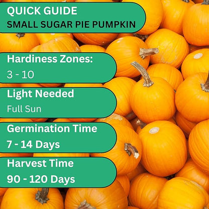 Small Sugar Pie Pumpkin Seeds for Planting – Heirloom, Non-GMO Sugar Pumpkin Seeds for Garden Growing, Sweet Pie Pumpkins for Baking & Cooking | Woods Creek Seeds