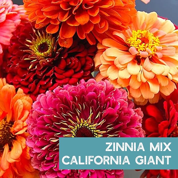 Zinnia Seeds for Planting Outdoors ~3000 California Giant Mix Zinnia Seeds - Beautiful 4' Tall Wildflower Blossoms - Zinnia elegans Pollinator Seed Mix - Bright, Cheerful Annual Flower Seed