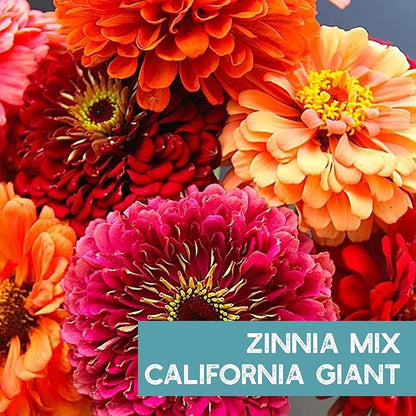 Zinnia Seeds for Planting Outdoors ~3000 California Giant Mix Zinnia Seeds - Beautiful 4' Tall Wildflower Blossoms - Zinnia elegans Pollinator Seed Mix - Bright, Cheerful Annual Flower Seed