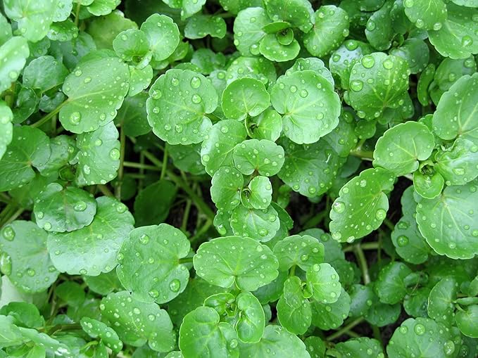 Seeds Garden Cress Broadleaf Indoor Lettuce Heirloom Vegetable for Planting Non GMO