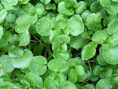 Seeds Garden Cress Broadleaf Indoor Lettuce Heirloom Vegetable for Planting Non GMO
