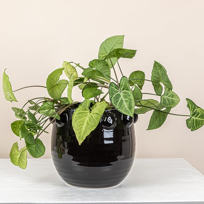Creative Co-Op Round Terra-Cotta Planter with Raised Dots Design, Black