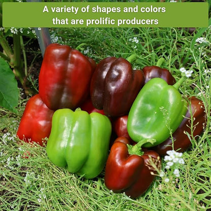 Sow Right Seeds - Sweet Bell Pepper Seed Collection for Planting a Home Garden - Cal Wonder, Emerald Giant, Midnight Dreams, Purple Beauty, Sunbright, White Cloud - Non-GMO Heirloom Variety Pack