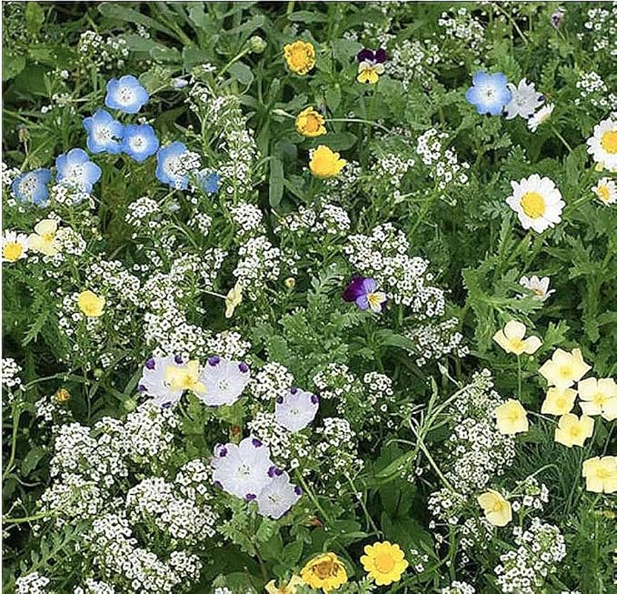 1 Oz Alternative Lawn Wildflower Seed Mix - Water Saving Ground Cover - Marde Ross & Company