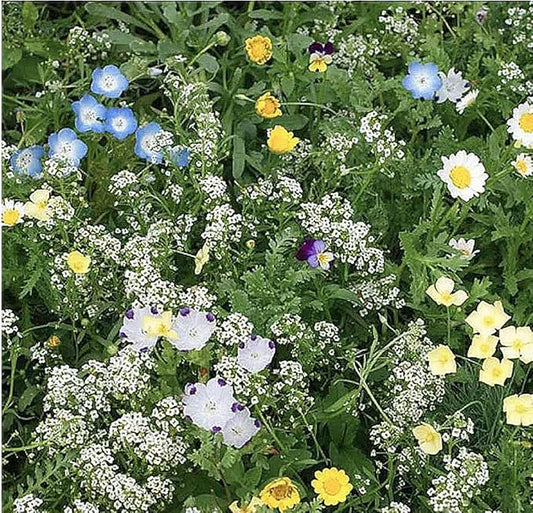 1 Oz Alternative Lawn Wildflower Seed Mix - Water Saving Ground Cover - Marde Ross & Company