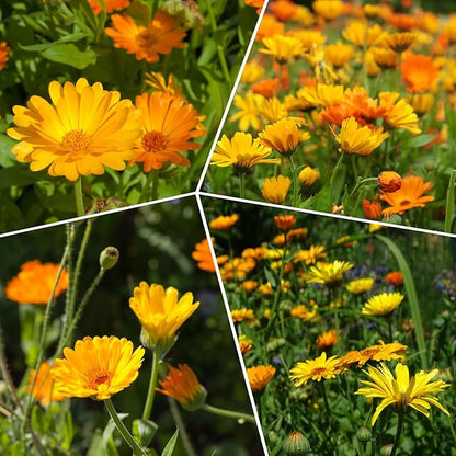 Calendula Seeds Pacific Beauty Mix, 3000+ Calendula Officinalis Seeds, Open Pollinated Non-GMO Wildflower Seed Grown in The USA, 1 Ounce
