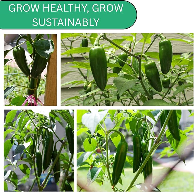 Jalapeño TAM Pepper Seeds for Planting – Heirloom, Non-GMO Jalapeno Seeds with Mild Heat, Large Jalapeno Peppers for Home Gardens | Woods Creek Seeds