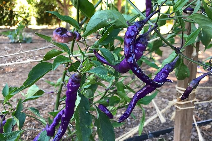 Plant Good Seed Organic Buena Mulata Pepper Seeds for Planting: Heirloom Cayenne Chili, Rainbow Fruits - 25 Seed Packet