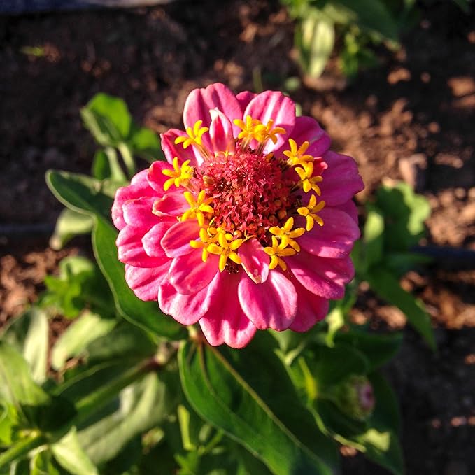 Plant Good Seed Organic Thumbelina Zinnia Seeds - Pack of 200, Heirloom Seeds for Planting Flowers - Gardening Supplies, Wildflower, Herb Garden, Flower Seeds to Plant Outside - from USA