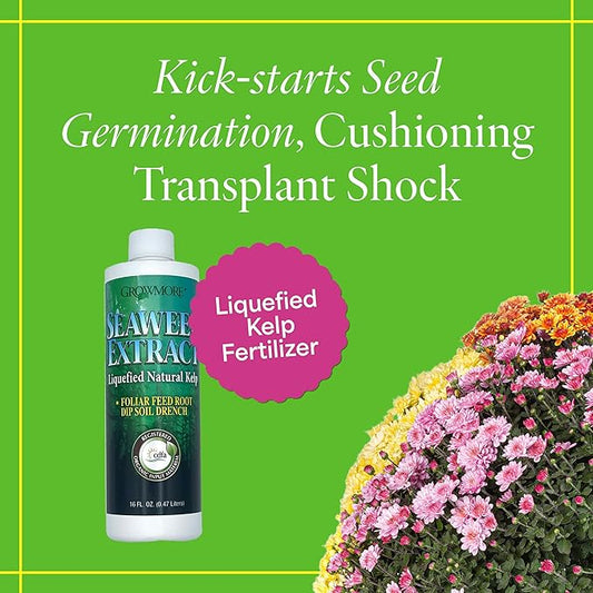 Grow More Liquified Seaweed Extract Fertilizer for Plants - 16oz of Liquefied Natural Liquid Kelp Fertilizer - 11% Organic Kelp Plant Food for Transplant Protection & Root Development