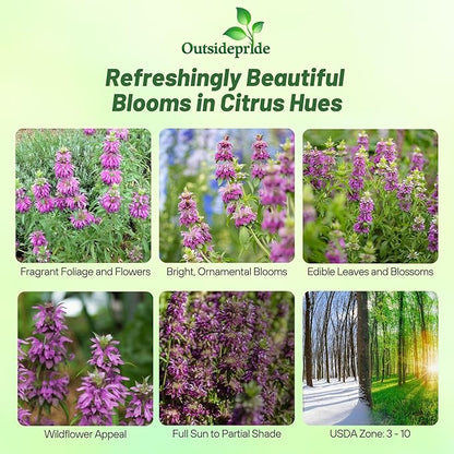 Outsidepride Lemon Bee Balm Seeds - 1/4 lb. Annual, Easy to Grow & Pollinator Friendly Monarda Citriodora Flower Seeds for Planting Fragrant Lavender Pink Blooms, Ideal for Teas & Potpourri