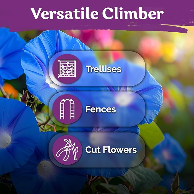KVITER 150 Heavenly Blue Morning Glory Seeds Bulk (Ipomoea Tricolor) – Heirloom Seed Packets – Climbing Flower Seeds for Planting Outside, Blue Blooms for Home Garden Trellises, Fences