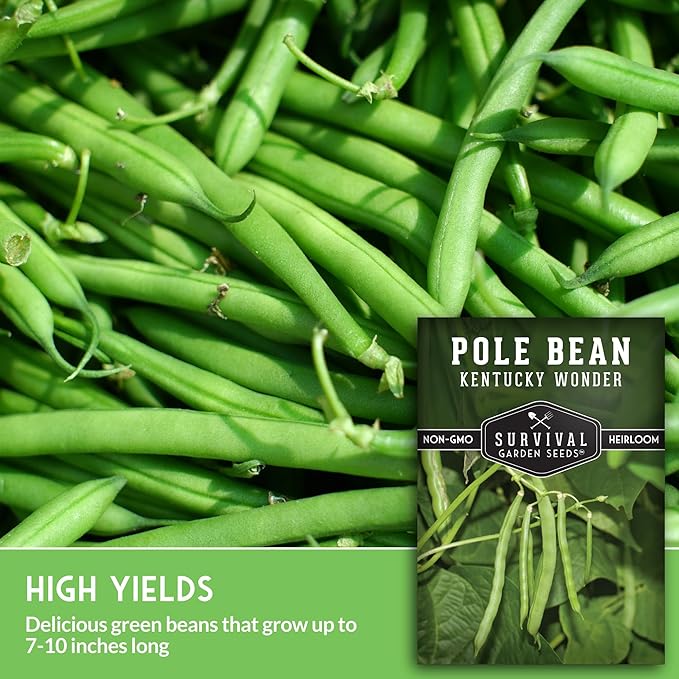 Kentucky Wonder Pole Bean Seed for Planting - 1 Packet with Instructions to Plant and Grow Green Snap Beans in Your Home Vegetable Garden - Non-GMO Heirloom Variety - Survival Garden Seeds