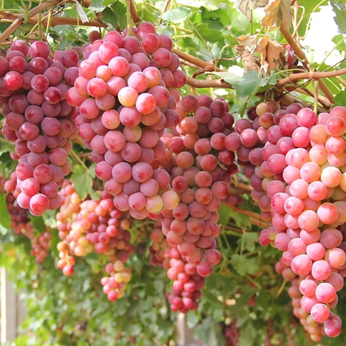 Mix Organic Grape Seeds for Planting Outdoor, 50pcs Perennial Organic Grapes Fruit Seeds Sweet Edible Plants, Non-GMO Heirloom Sweet Juicy Fruits Plants in Your Home Garden