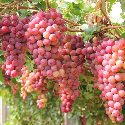 Mix Organic Grape Seeds for Planting Outdoor, 50pcs Perennial Organic Grapes Fruit Seeds Sweet Edible Plants, Non-GMO Heirloom Sweet Juicy Fruits Plants in Your Home Garden