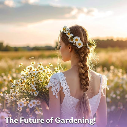 KVITER 2,500 German Chamomile Seeds for Planting (Matricaria Chamomilla/Recutita) – Heirloom & Non-Gmo Medicinal Herb Seeds, Flowers for Remedies & Chamomile Tea Organic – Indoors/Outdoors Herb Garden