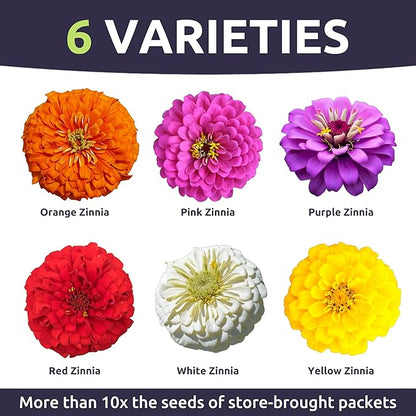 Zinnia Cut & Come Again Mix - Bulk 1 Pound Pouch - 60,000 Flower Seeds for Planting - Zinnia elegans