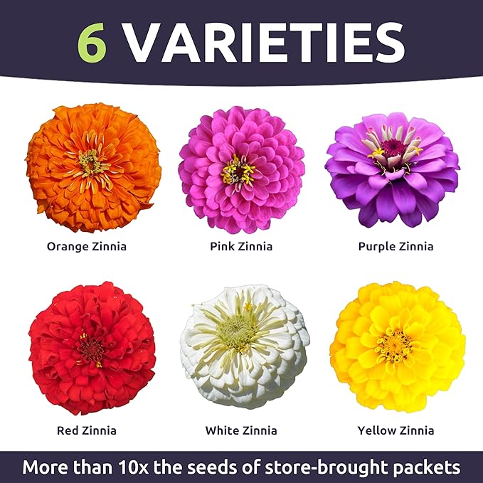 Zinnia Cut & Come Again Mix - Bulk 1/4 Pound Pouch - 15,000 Flower Seeds for Planting - Zinnia elegans