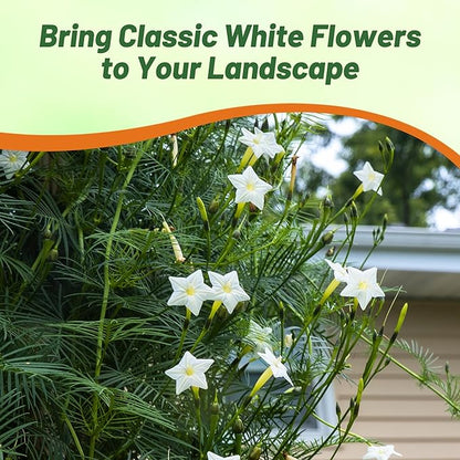 Outsidepride White Cypress Vine Seeds - 200 Pcs Annual Flower Seeds with Nectar-Rich, Star-Shaped Flowers & Feathery, Fern-Like Leaves for Fences, Trellises, Pergolas & Vertical Gardens