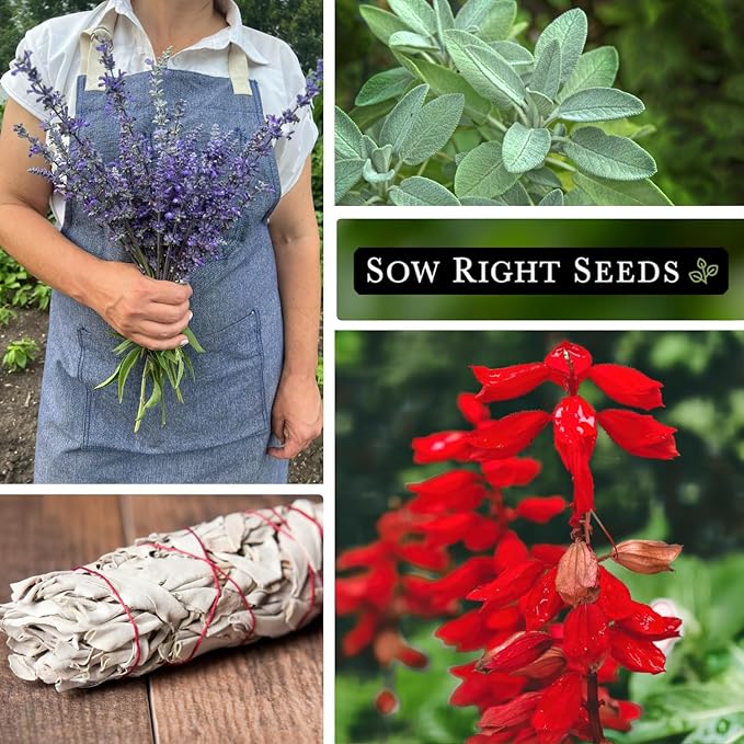 Sow Right Seeds - Sage Seed Collection - Salvia Seeds for Planting Indoors & Outdoors - Common, Blue, Scarlet & White - Non-GMO Heirloom Varieties - Grow Aromatic Herb Garden - Herbal or Culinary Use