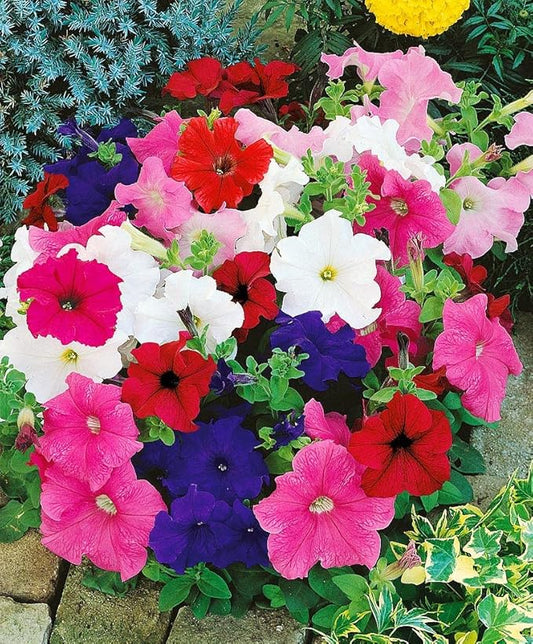Seeds Petunia Triumph Rainbow Mix - Annual Flowers for Planting - GMO Free