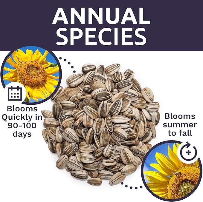 Mammoth Grey Stripe Sunflower Seeds for Planting – Bulk Quarter Pound Bag – Over 1,000 Open Pollinated Non-GMO Seeds – Helianthus annus