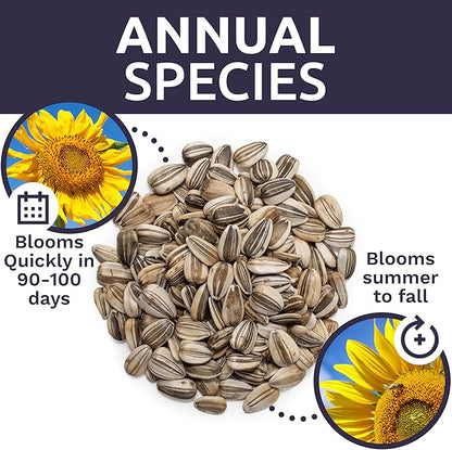 Mammoth Grey Stripe Sunflower Seeds for Planting – Bulk Quarter Pound Bag – Over 1,000 Open Pollinated Non-GMO Seeds – Helianthus annus