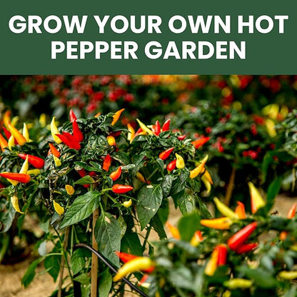 Hot Pepper Seeds | 10 Individual Packs | 2026 Season | Non-GMO | Cayenne, Habanero, Thai Pepper, Poblano & More! | for Planting Indoor & Outdoor | by Family Sown