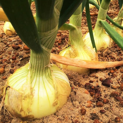 TomorrowSeeds - Vidalia Onion (Yellow Granex) Seeds - 1200+ Count - for 2026 Planting Vidalia Noonday Super Sweet Short Day USA Garden Vegetable Green Onions Scallion Non-GMO Heirloom Grow Your Own